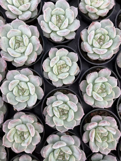 多肉植物 ユンシュイヨウ 50株セット 2号鉢 品番AD00018