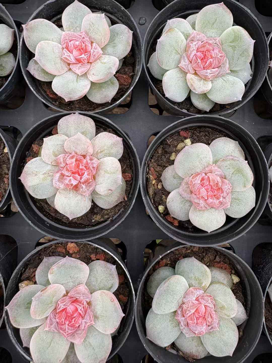 多肉植物 りかぼう 50株セット 2号鉢 品番AD00168