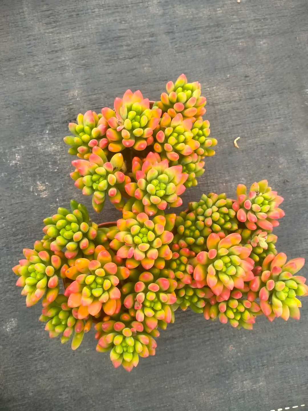 多肉植物 ハルモエ 35株セット 3号鉢 品番ZG00051