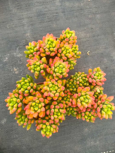 多肉植物 ハルモエ 35株セット 3号鉢 品番ZG00051