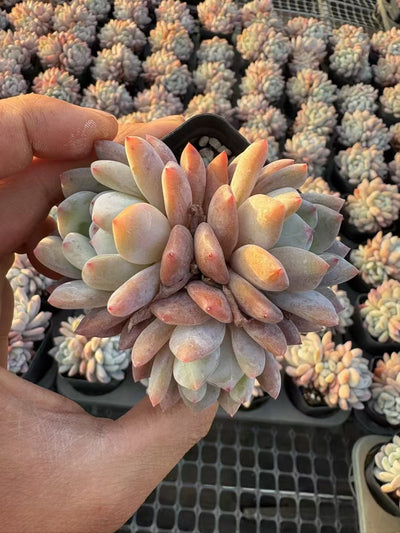 多肉植物 マリリン 50株セット 2.5号鉢 品番AD00046