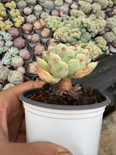 多肉植物 ハミウリ 36株セット 3号鉢 品番AD00147