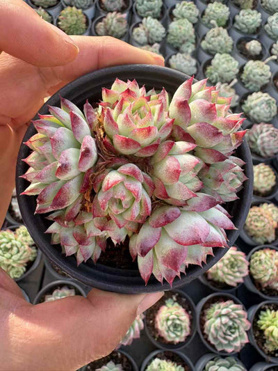 多肉植物 じょおうぐん 36株セット 3号鉢 品番AD00125