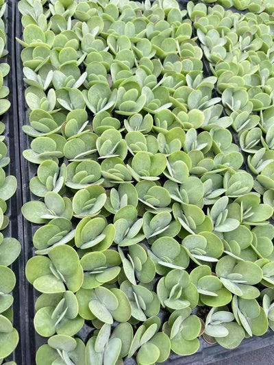 多肉植物 トウイン 105株セット 品番AH00018