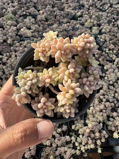 多肉植物 キシュウれんにしき 30株セット 3号鉢 品番AD00233