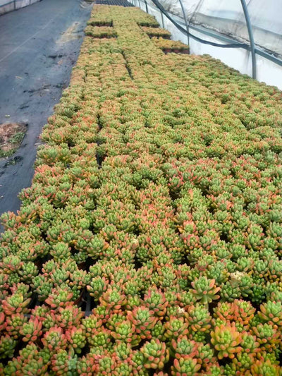 多肉植物 ハルモエ 35株セット 3号鉢 品番ZG00051