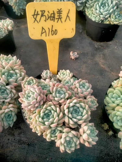 多肉植物 ナイユウビジン 12株セット 5号鉢 品番ZG00069