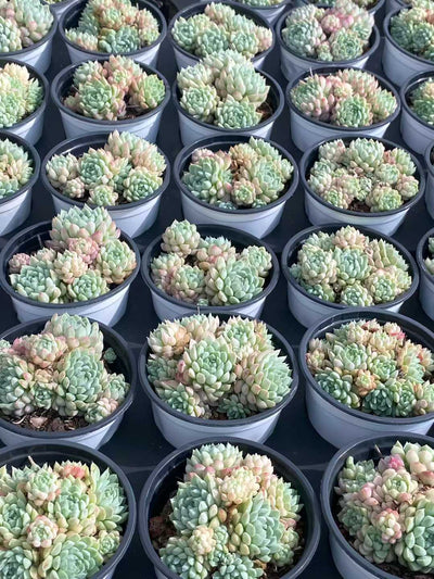 多肉植物 ヨウシキュウ 30株セット 3号鉢 品番AA00169