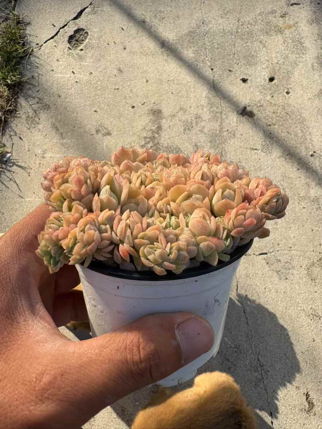 多肉植物 ベリーけい 18株セット 3号鉢 品番AD00230