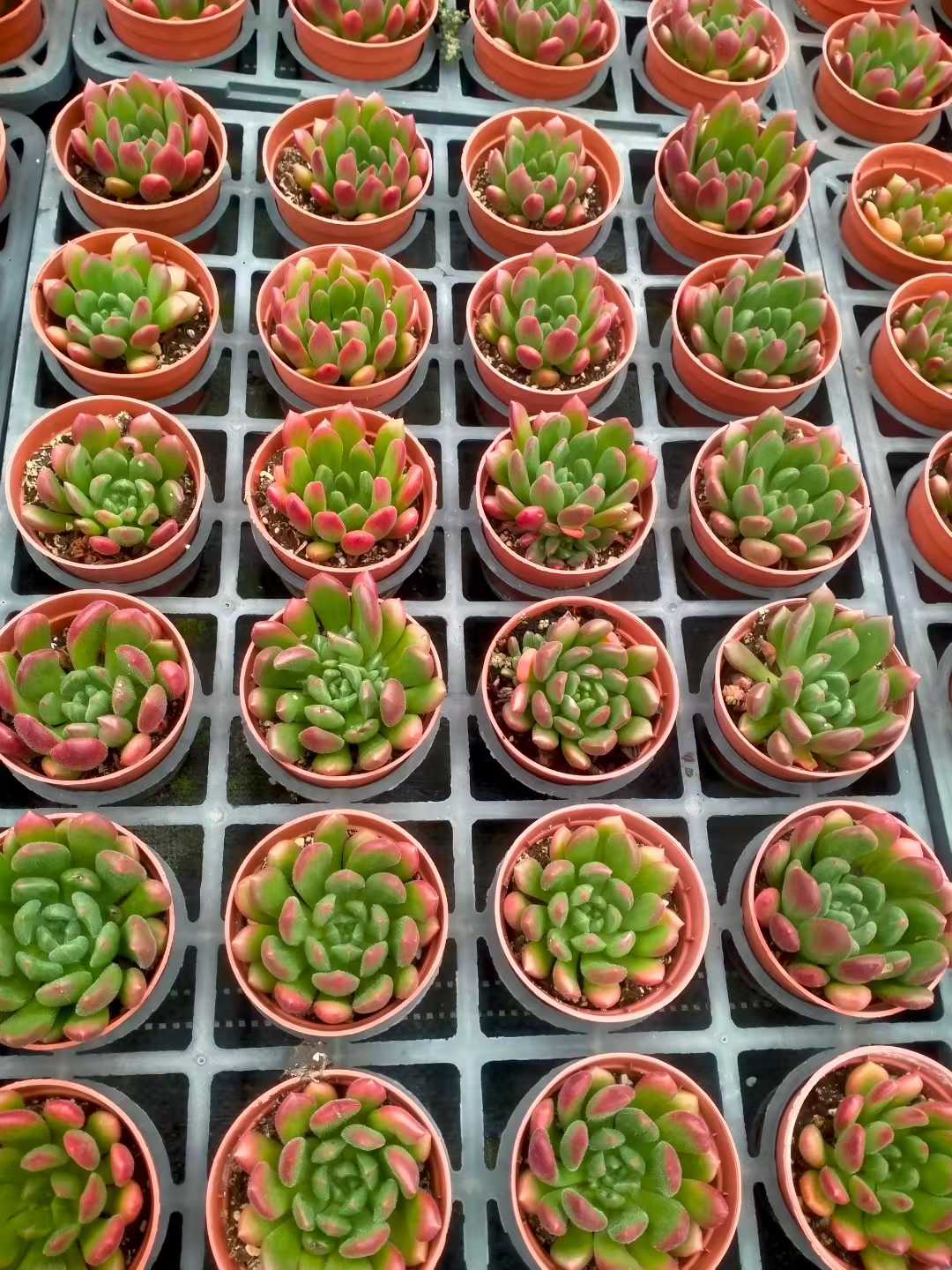 多肉植物 コウシン 35株セット 3号鉢 品番ZG00001