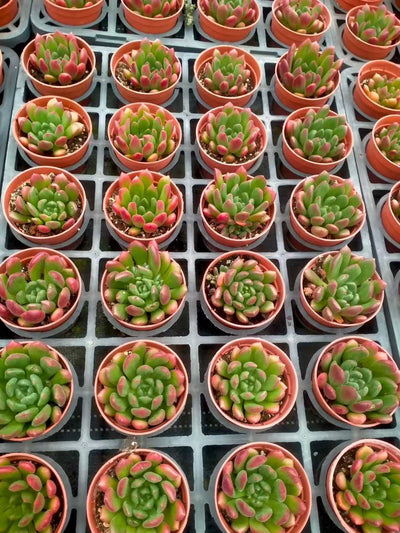 多肉植物 コウシン 35株セット 3号鉢 品番ZG00001