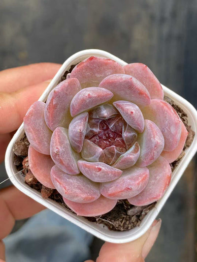 多肉植物 レッドアンバー 50株セット 2.5号鉢 品番AA00130