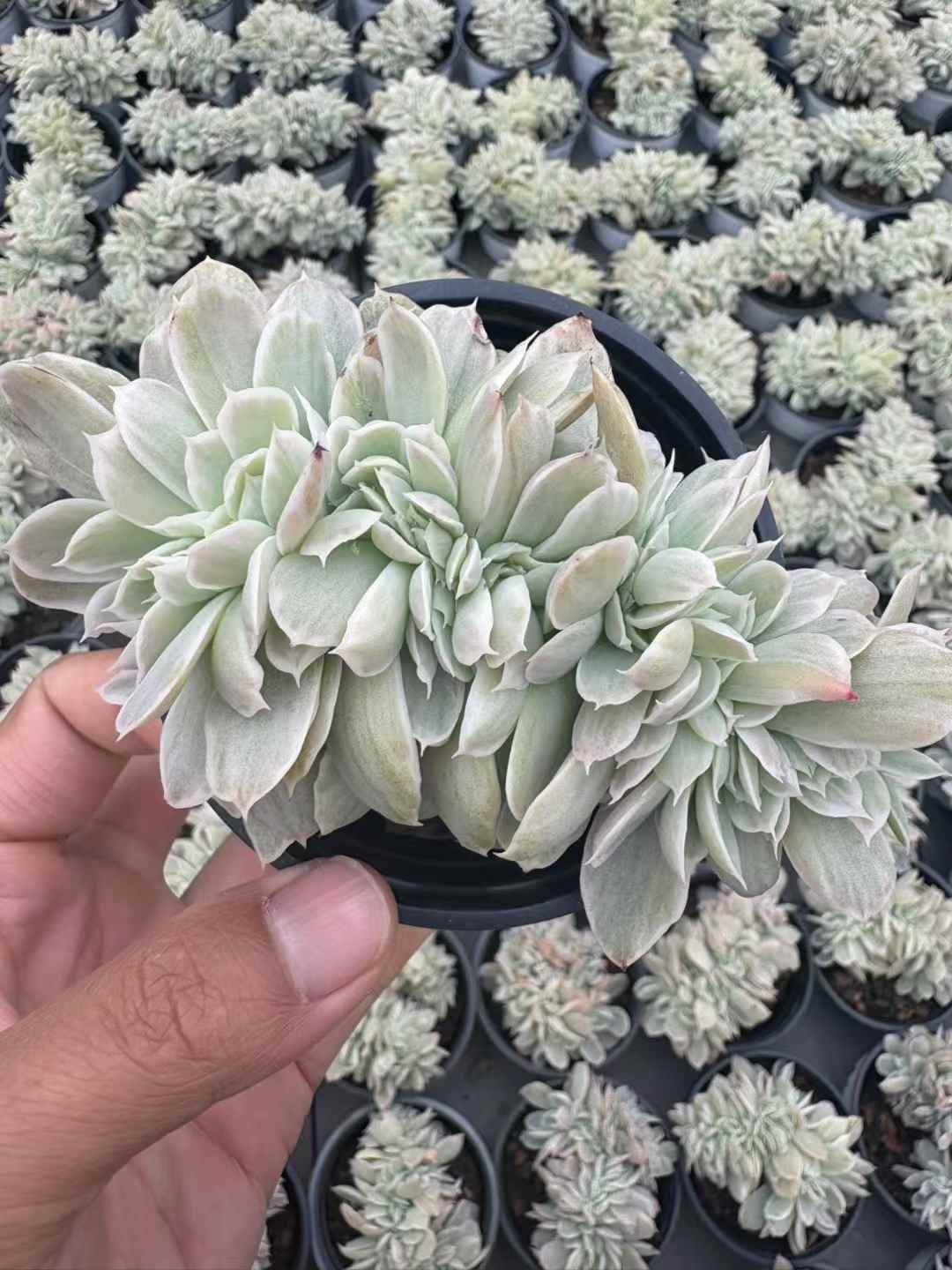 多肉植物 バークレーきんざつけい 18株セット 3号鉢 品番AD00250