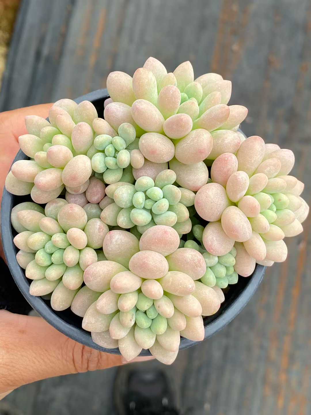 多肉植物 ロココ 18株セット 3号鉢 品番AA00165