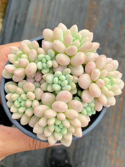 多肉植物 ロココ 18株セット 3号鉢 品番AA00165
