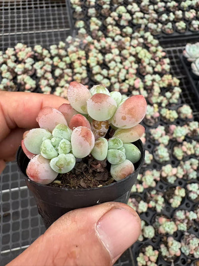多肉植物 ローシェン 50株セット 2号鉢 品番AD00009