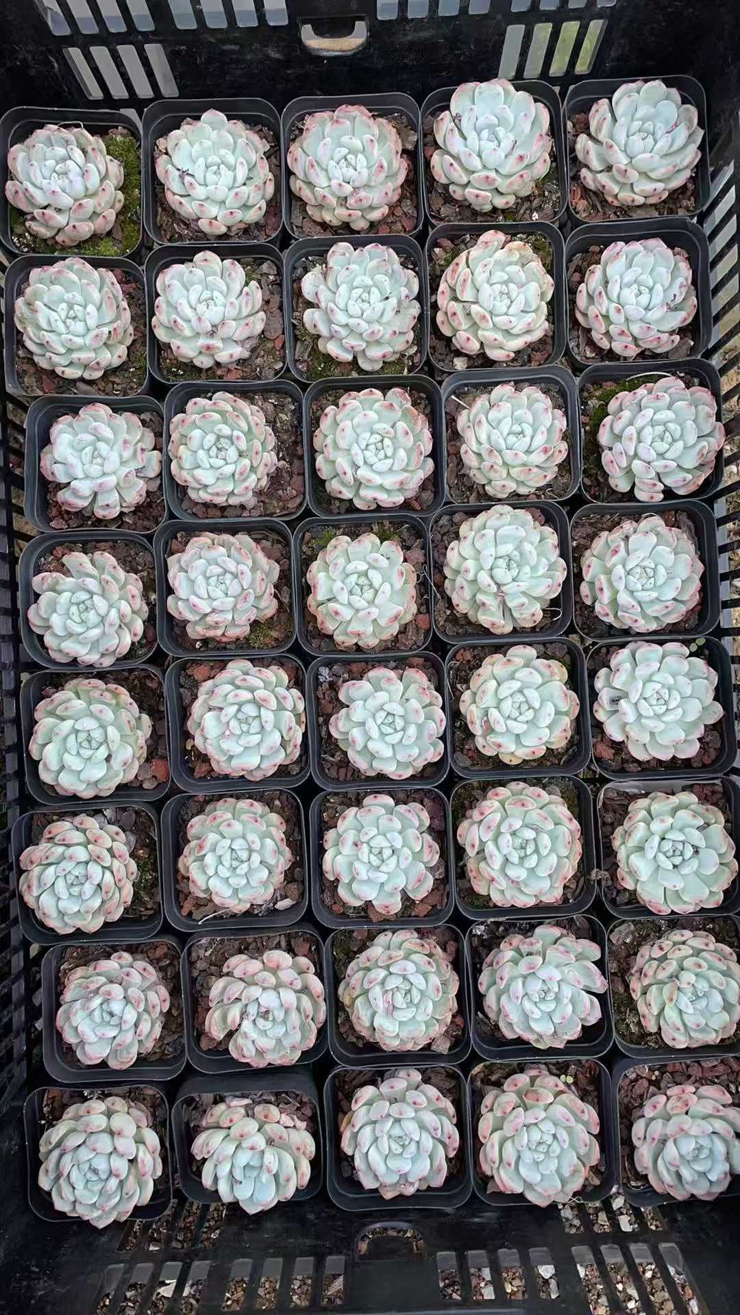 多肉植物 ユキヅメ 50株セット 2.5号鉢 品番AE00017