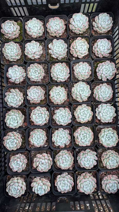 多肉植物 ユキヅメ 50株セット 2.5号鉢 品番AE00017