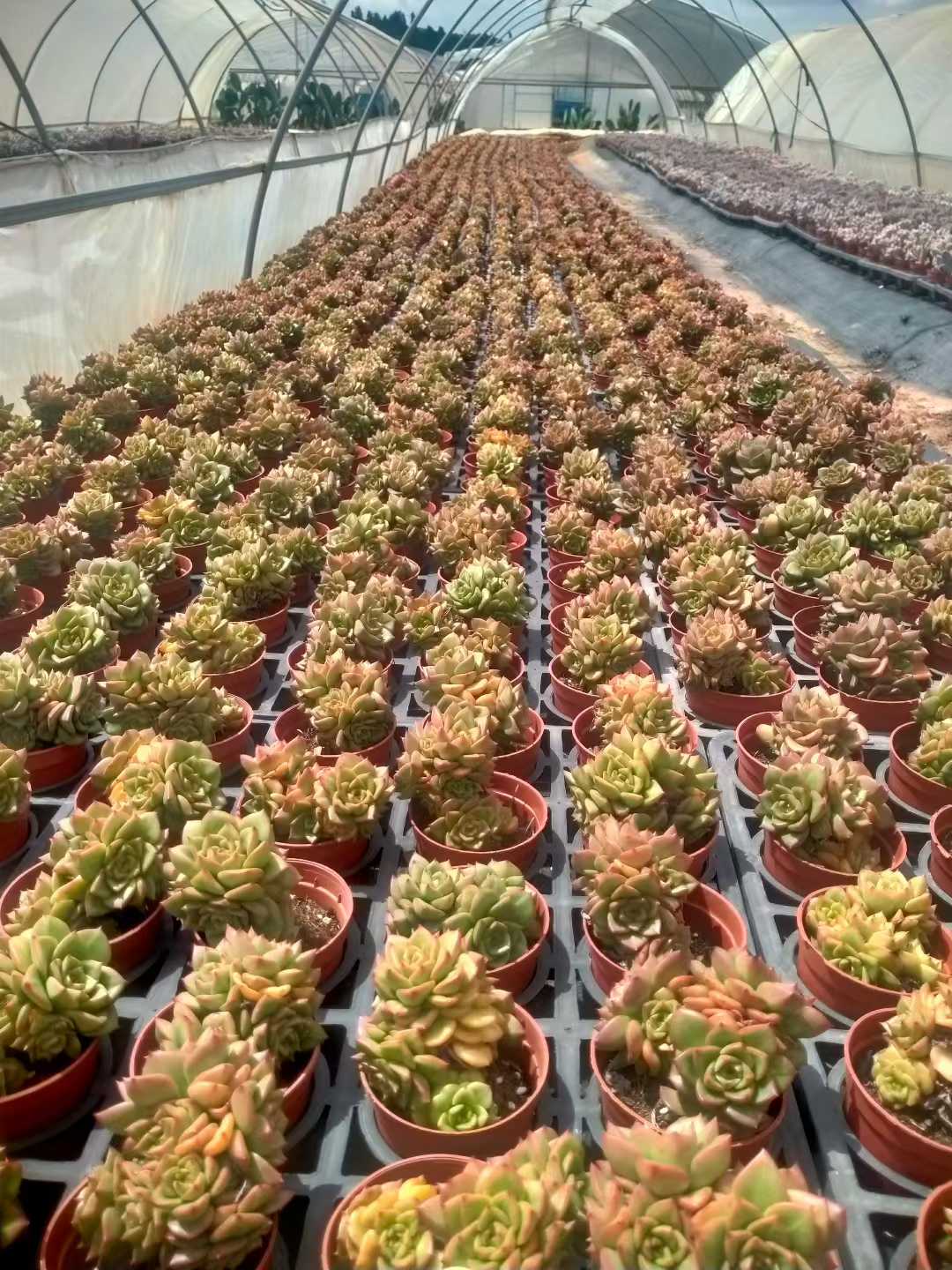 多肉植物 ラボタン 35株セット 3号鉢 品番ZG00013