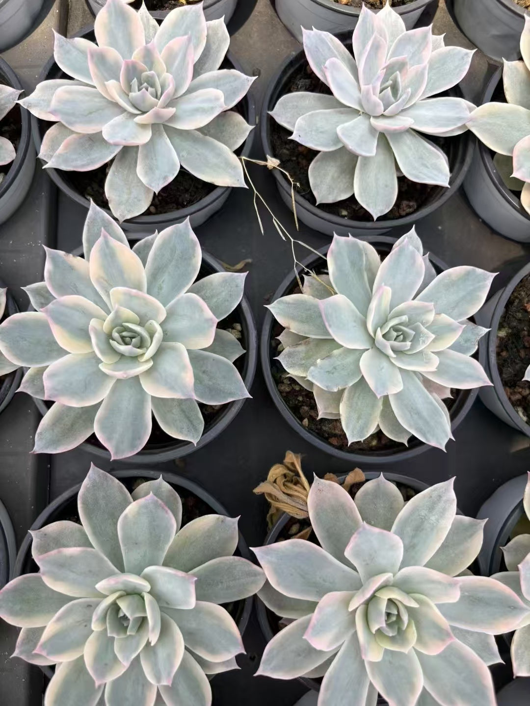 多肉植物 ピアッツェきん 36株セット 3号鉢 品番AD00141