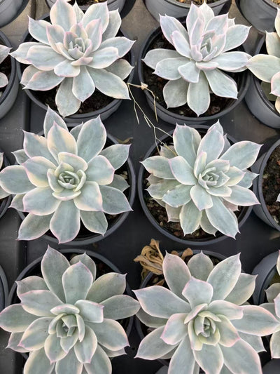 多肉植物 ピアッツェきん 36株セット 3号鉢 品番AD00141