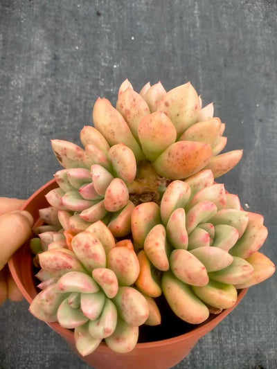 多肉植物 アボカド 12株セット 5号鉢 品番ZG00029