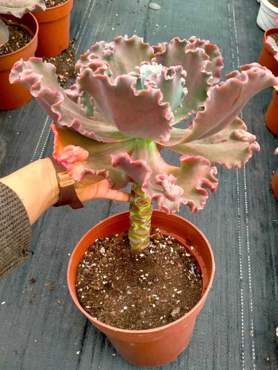 多肉植物 ダンシャク 8株セット 6号鉢 品番ZG00015