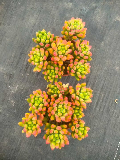 多肉植物 ハルモエ 35株セット 3号鉢 品番ZG00051