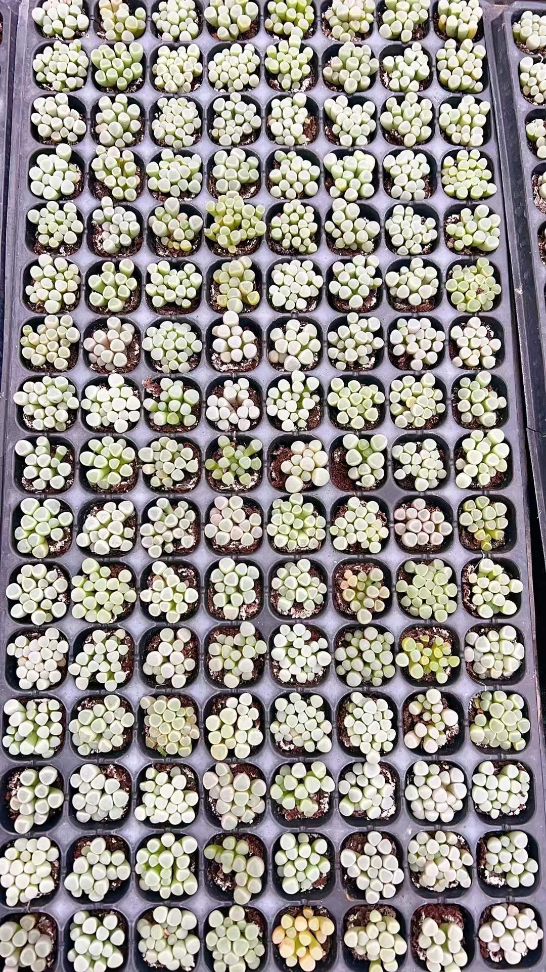 多肉植物 イソレイギョク 105株セット 品番AH00011