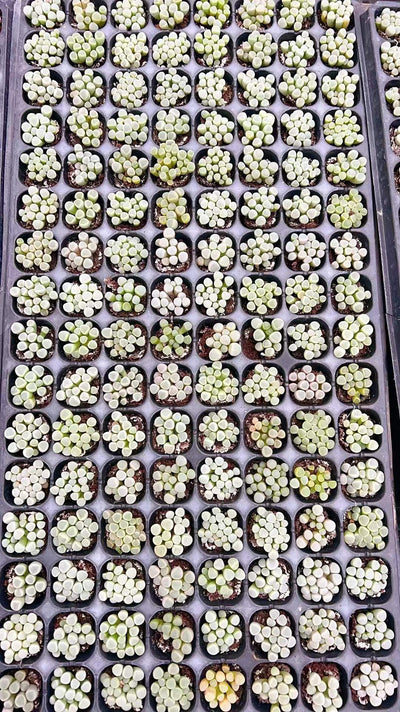 多肉植物 イソレイギョク 105株セット 品番AH00011