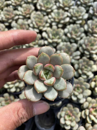 多肉植物 ブドウ55シャープ 54株セット 2号鉢 品番AF00050