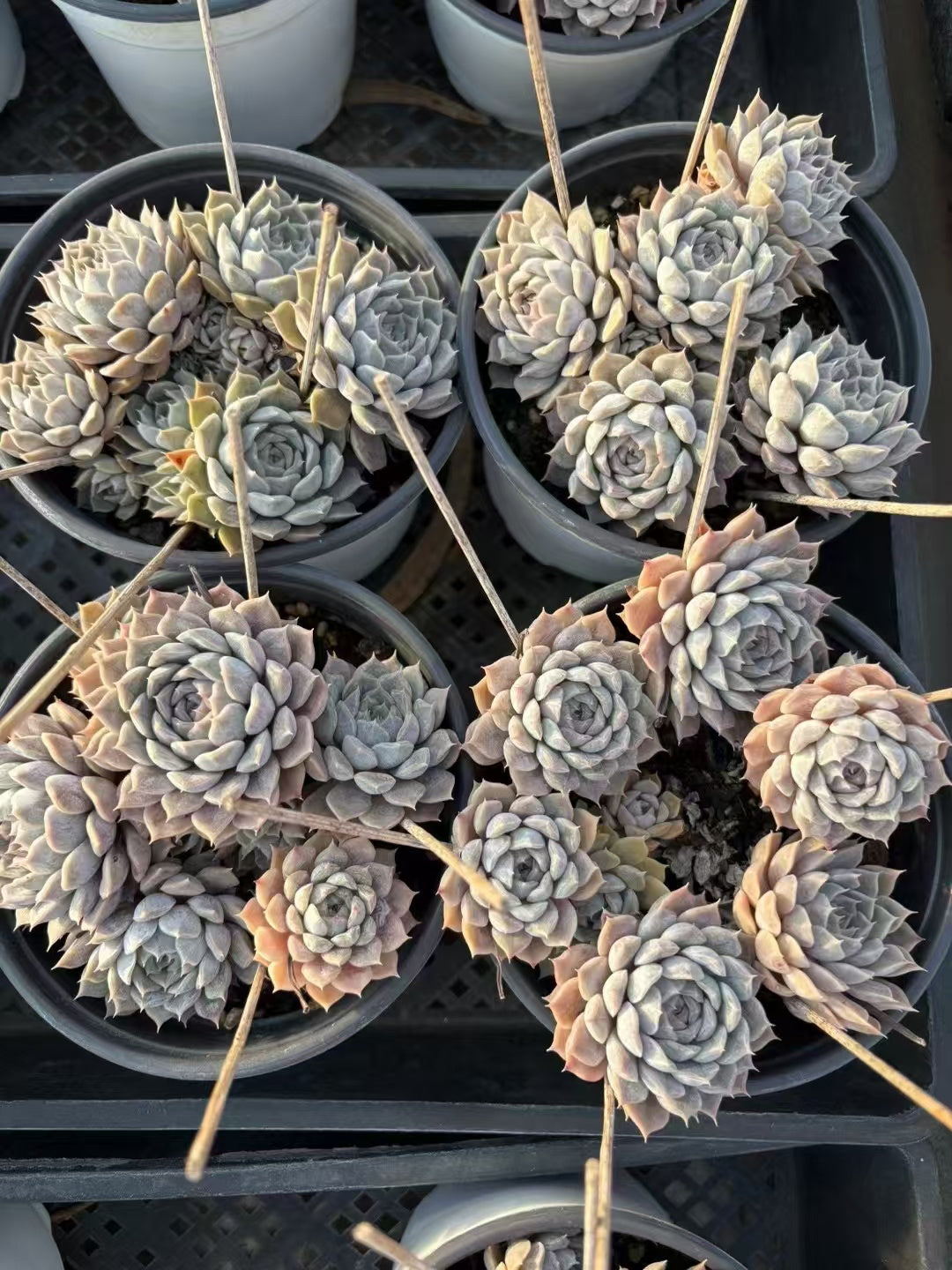 多肉植物 マリベル 15株セット 4号鉢 品番AD00154