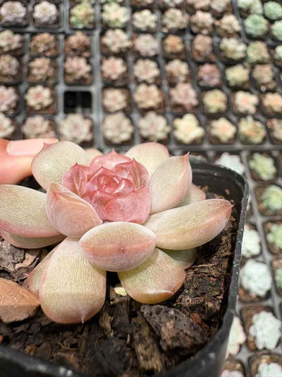 多肉植物 くれないこい 50株セット 2.5号鉢 品番AD00167