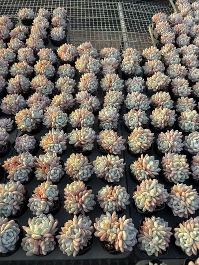 多肉植物 マリリン 50株セット 2.5号鉢 品番AD00046