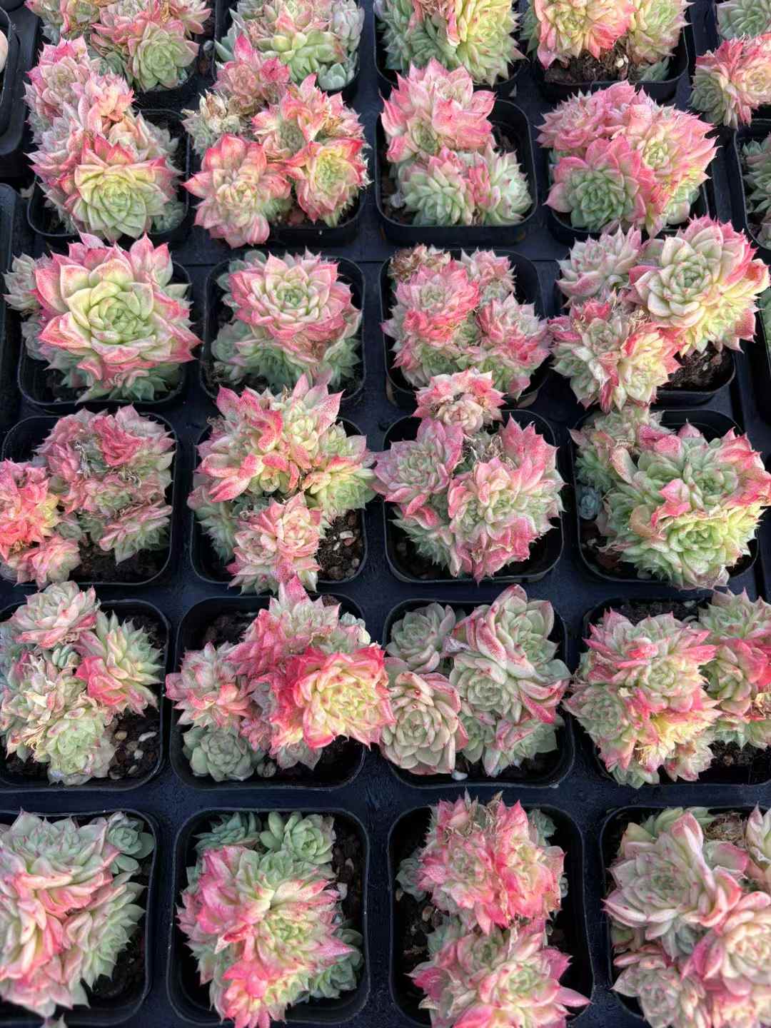 多肉植物 べにしぎ 50株セット 2.5号鉢 品番AD00241