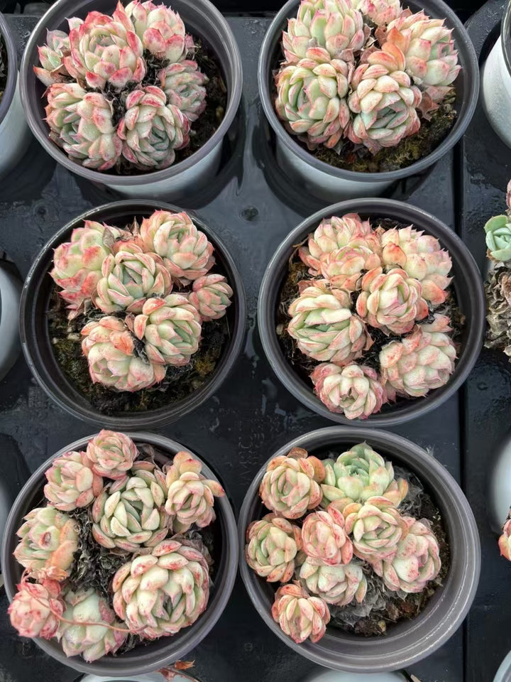 多肉植物 いちごこおり 36株セット 3号鉢 品番AD00142 – 花のパッセージ