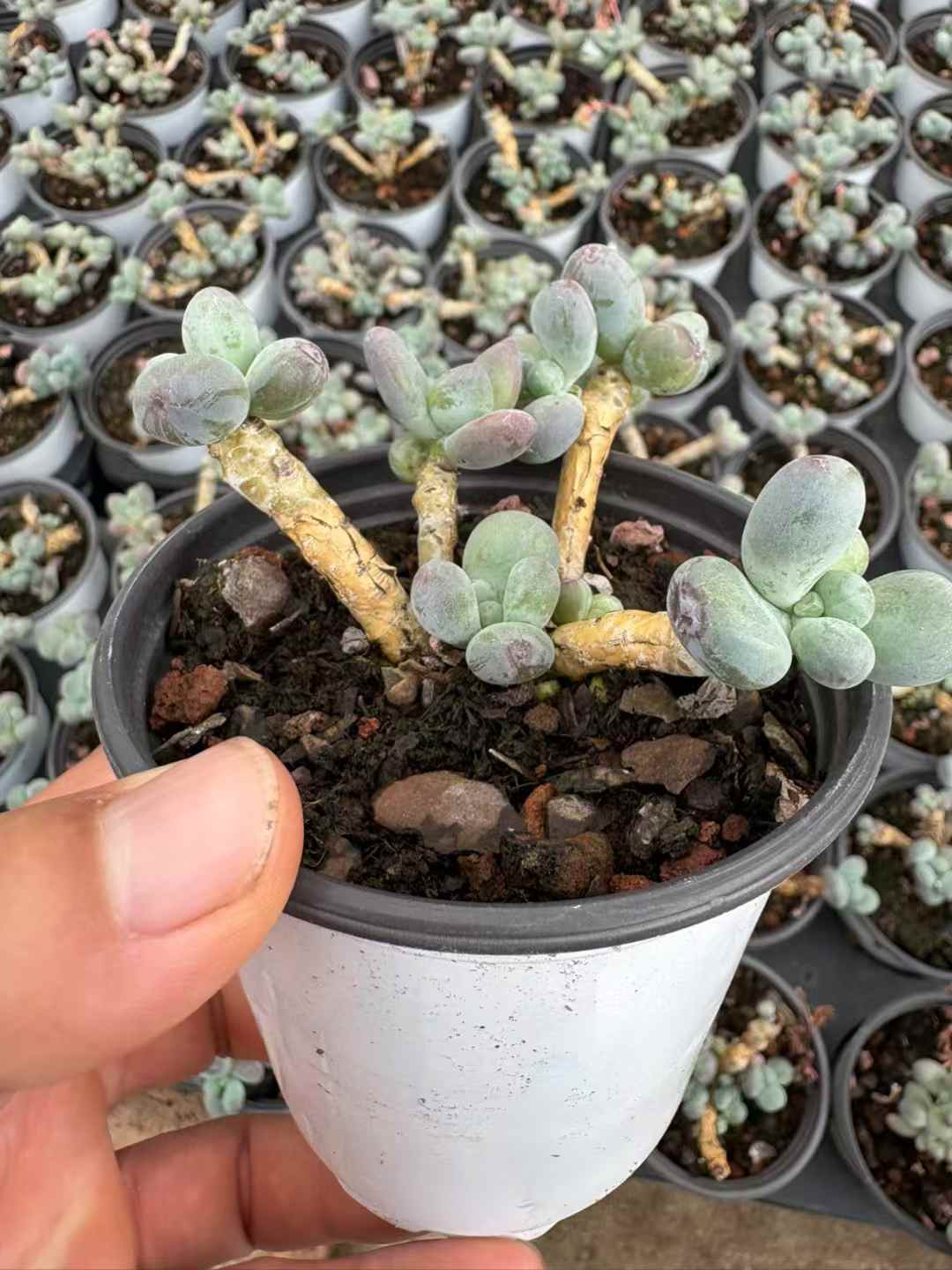 多肉植物 りんごミルク 36株セット 3号鉢 品番AD00130