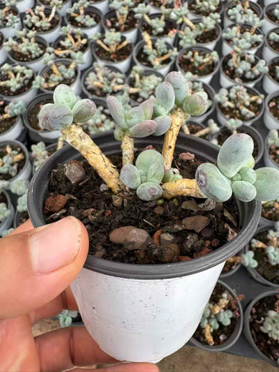 多肉植物 りんごミルク 36株セット 3号鉢 品番AD00130