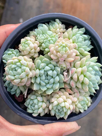 多肉植物 ヨウシキュウ 30株セット 3号鉢 品番AA00169