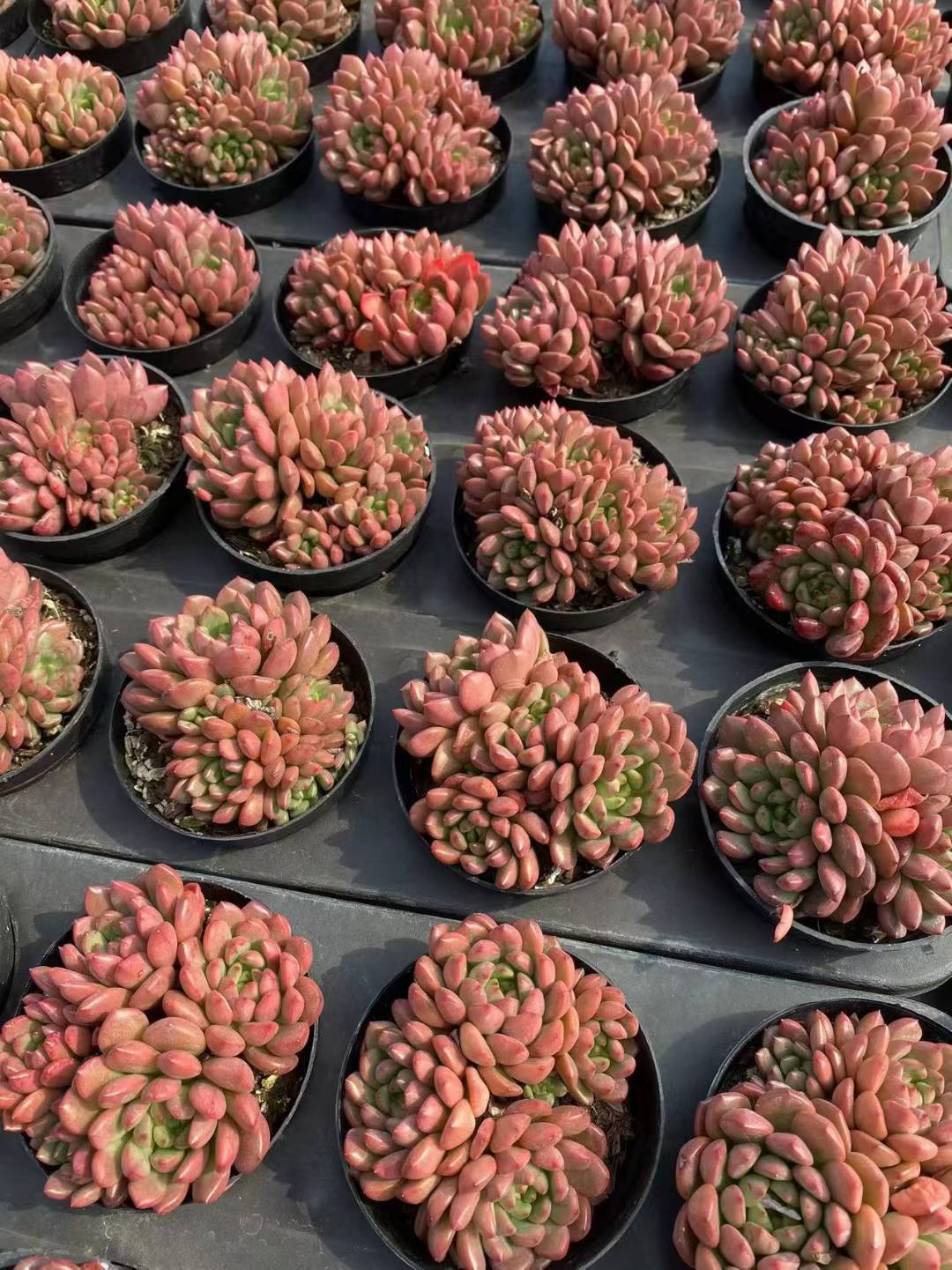 多肉植物 ルビーグン 36株セット 3号鉢 品番AF00017