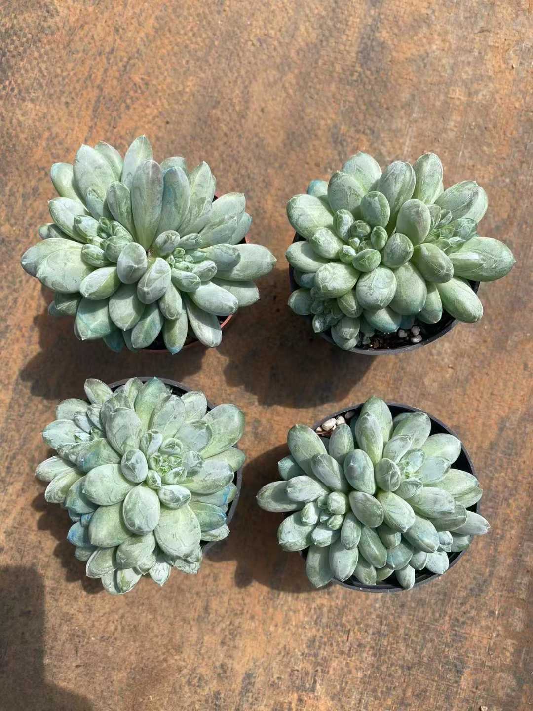 多肉植物 ミドリシンビジン 35株セット 3号鉢 品番AF00044