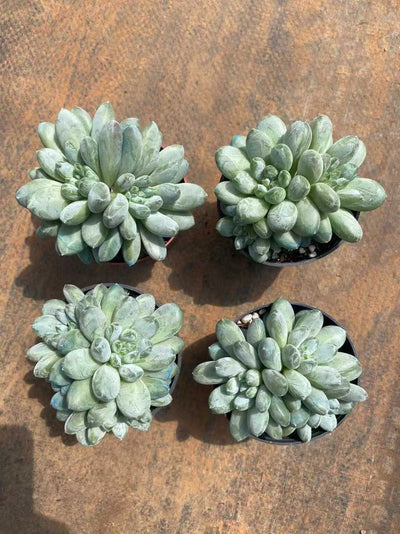 多肉植物 ミドリシンビジン 35株セット 3号鉢 品番AF00044