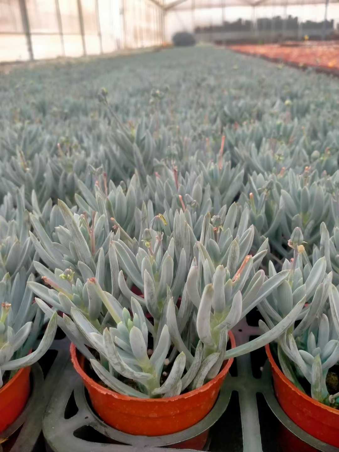 多肉植物 アオマツ 35株セット 3号鉢 品番ZG00065