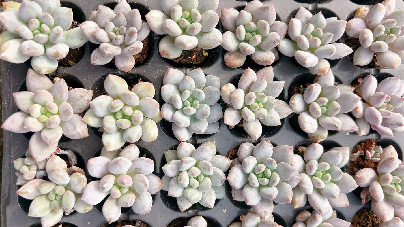 多肉植物 ハンゲ 105株セット 品番AH00006