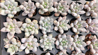 多肉植物 ハンゲ 105株セット 品番AH00006