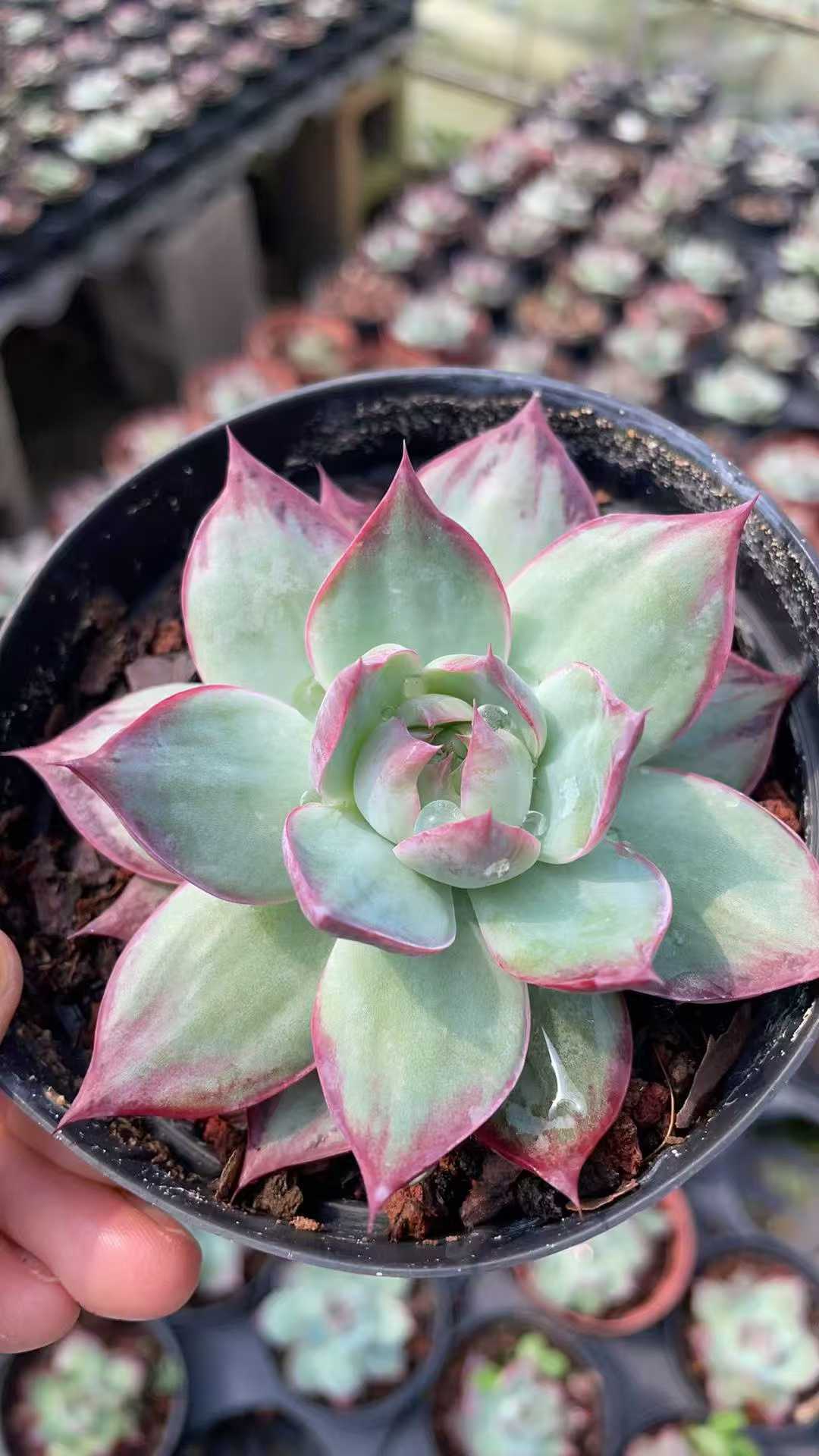 多肉植物 ラシキョウコウカンヨウ 15株セット 4号鉢 品番AE00046