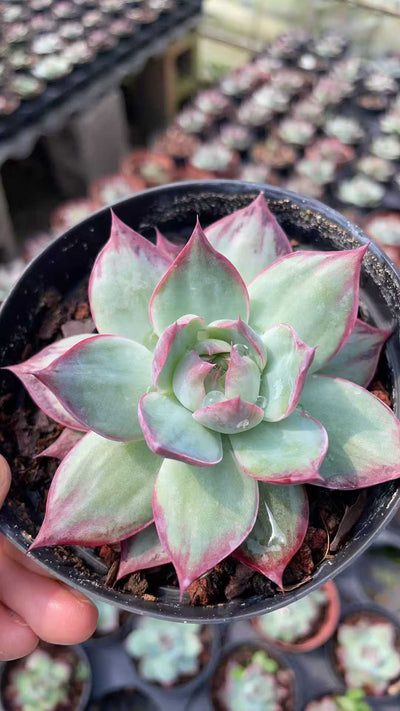 多肉植物 ラシキョウコウカンヨウ 15株セット 4号鉢 品番AE00046