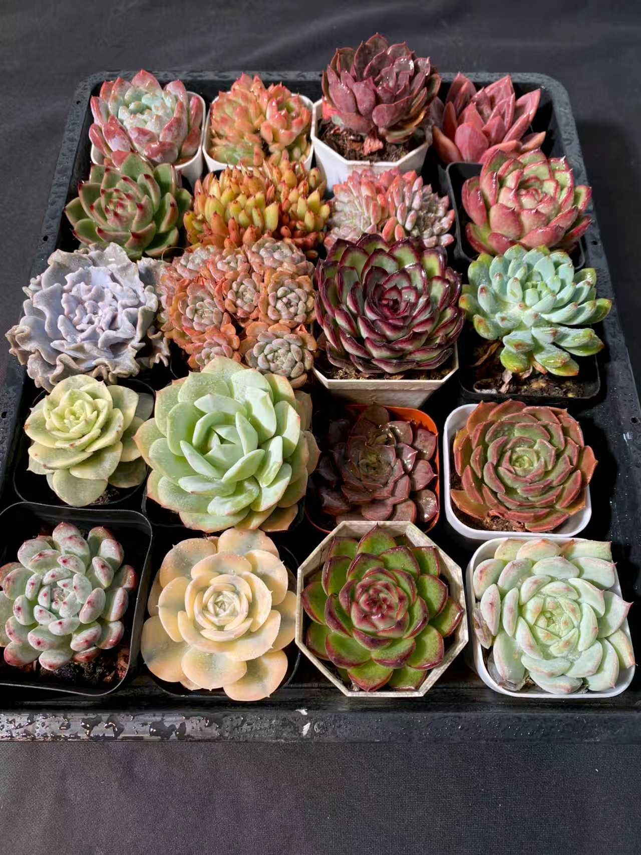 多肉植物 アソート(混合)品種:ランダム 20株セット 品番YP2