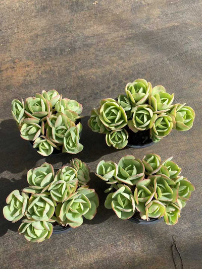 多肉植物 ヒトエモモグン 24株セット 4号鉢 品番AF00058