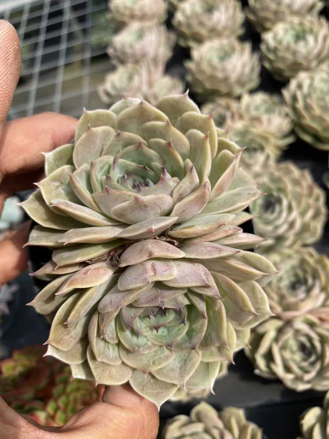 多肉植物 オンスノーダブルヘッド 35株セット 3号鉢 品番AF00025